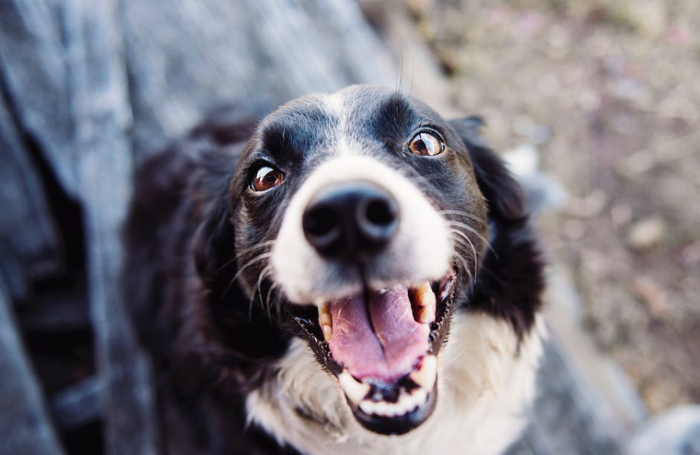 Hond niet welkom in hotel in Genk? Het asiel biedt mogelijkheden!